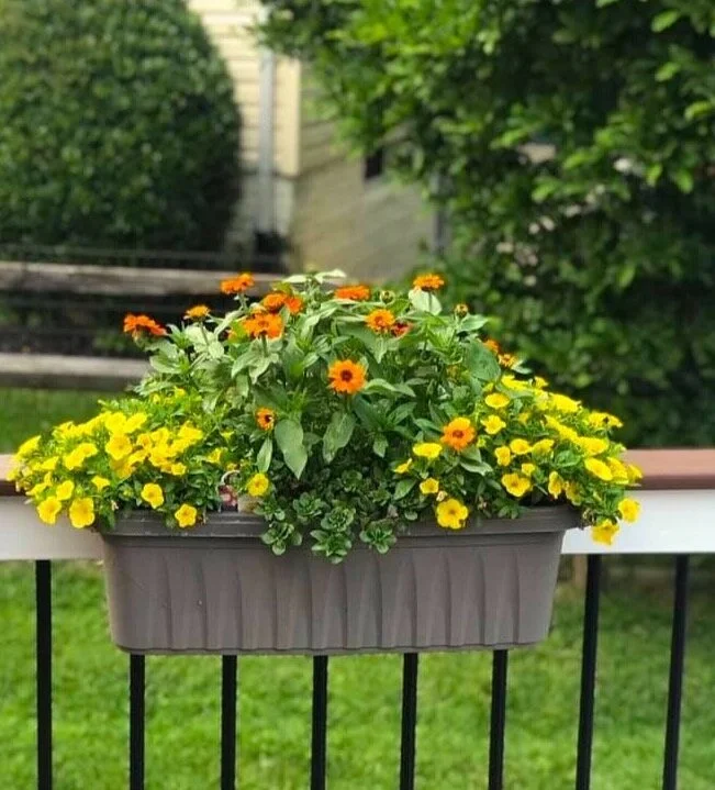 Inspiring container gardens, gorgeous planters for colorful